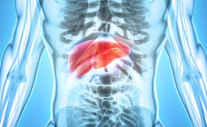 There are significant differences between the livers of men and women. Adobe There are significant differences between the livers of men and women. Adobe
